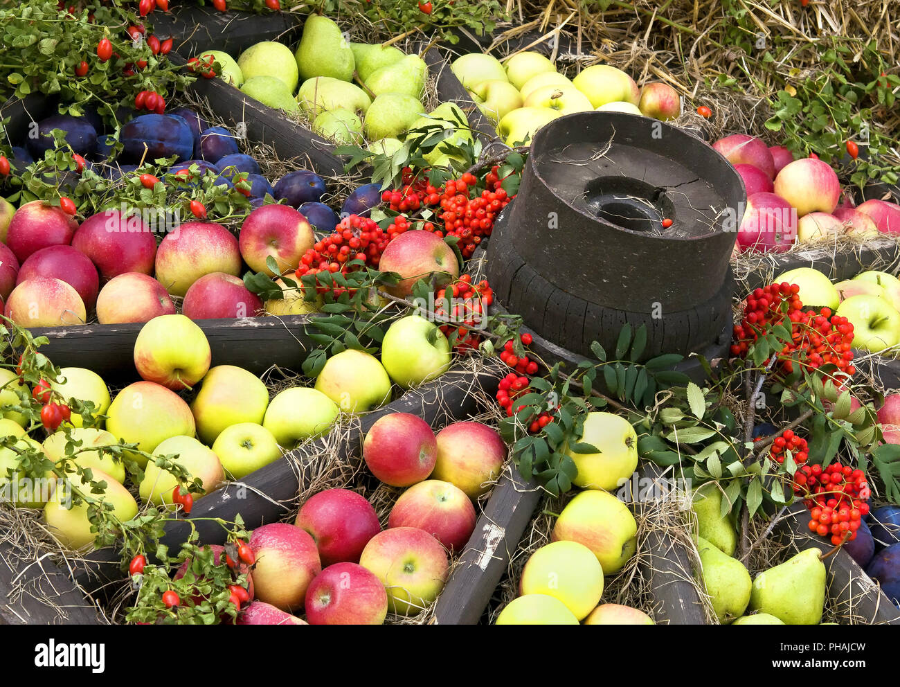 Old wagon wheel with apples Stock Photo