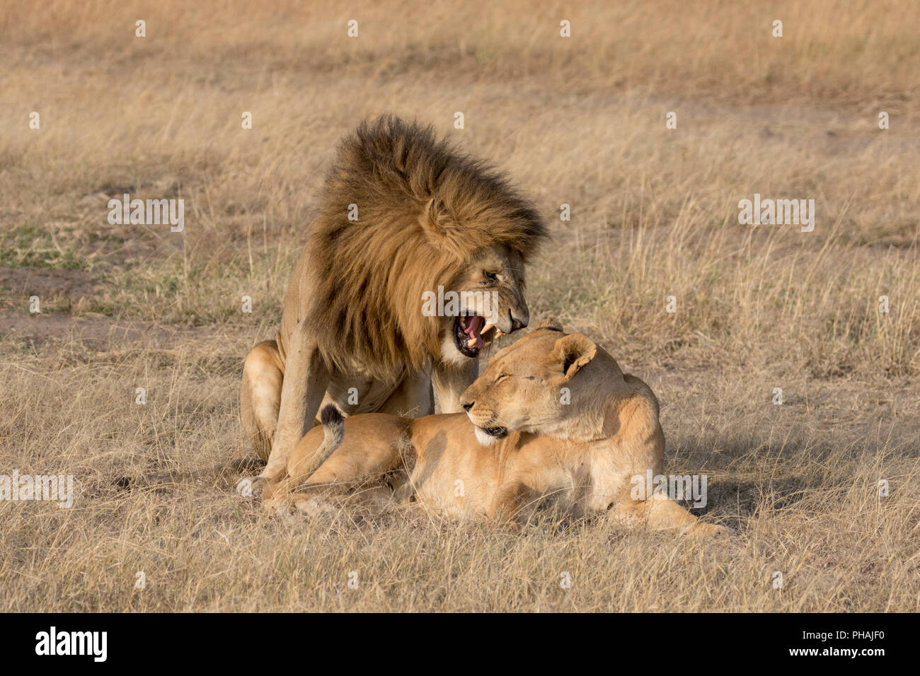 Male lion telling the lioness that it is time for mating Stock Photo