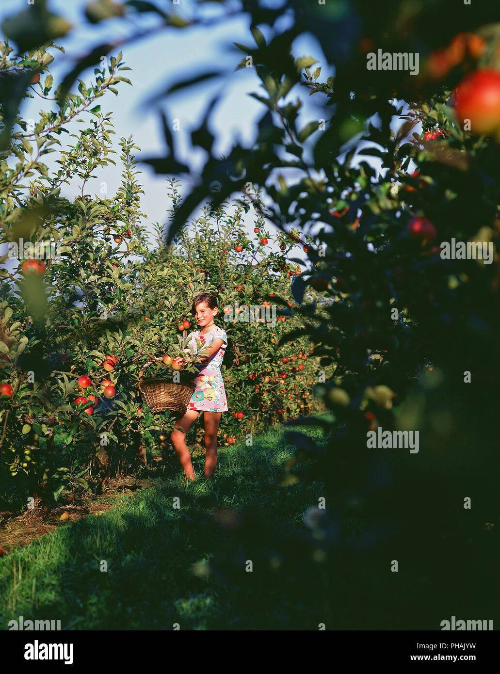 Enfant cueillant des pommes - Child picking apples on trees Stock Photo