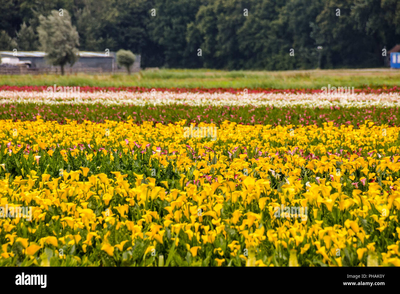 Calla lily field closeup hi-res stock photography and images - Alamy
