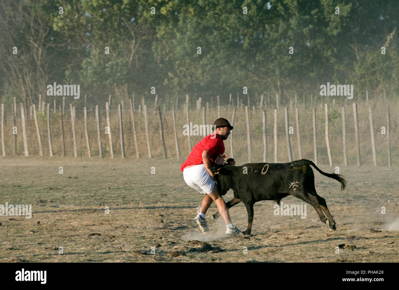 Jeux taurins - avec veau - Games with calf - Camargue - France Stock Photo