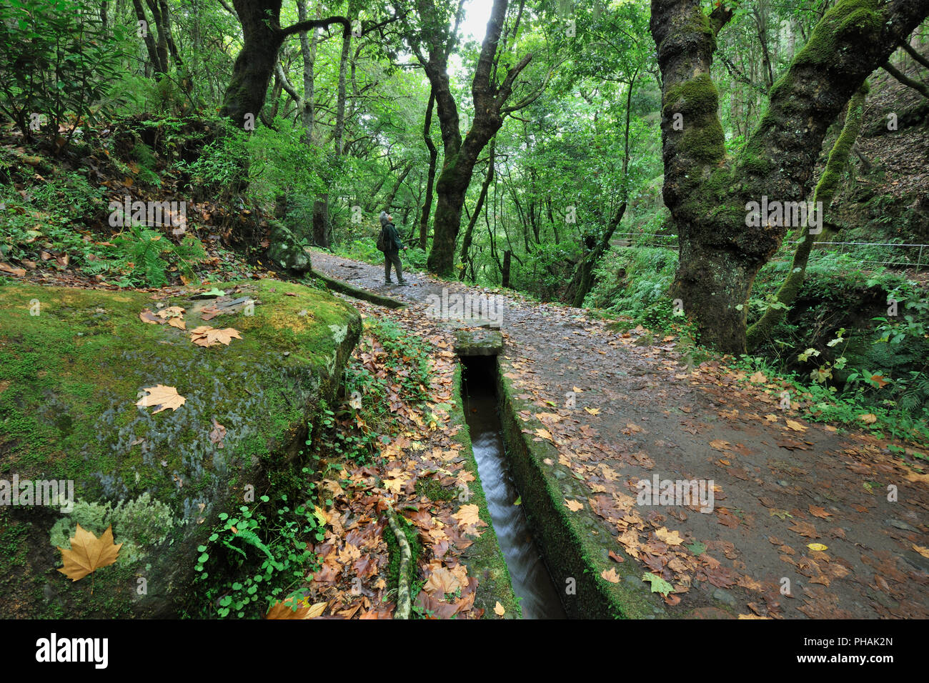 Walking trail along the 'Levada Velha', in the middle of the Laurisilva forest. UNESCO World Heritage Site. Madeira, Portugal Stock Photo