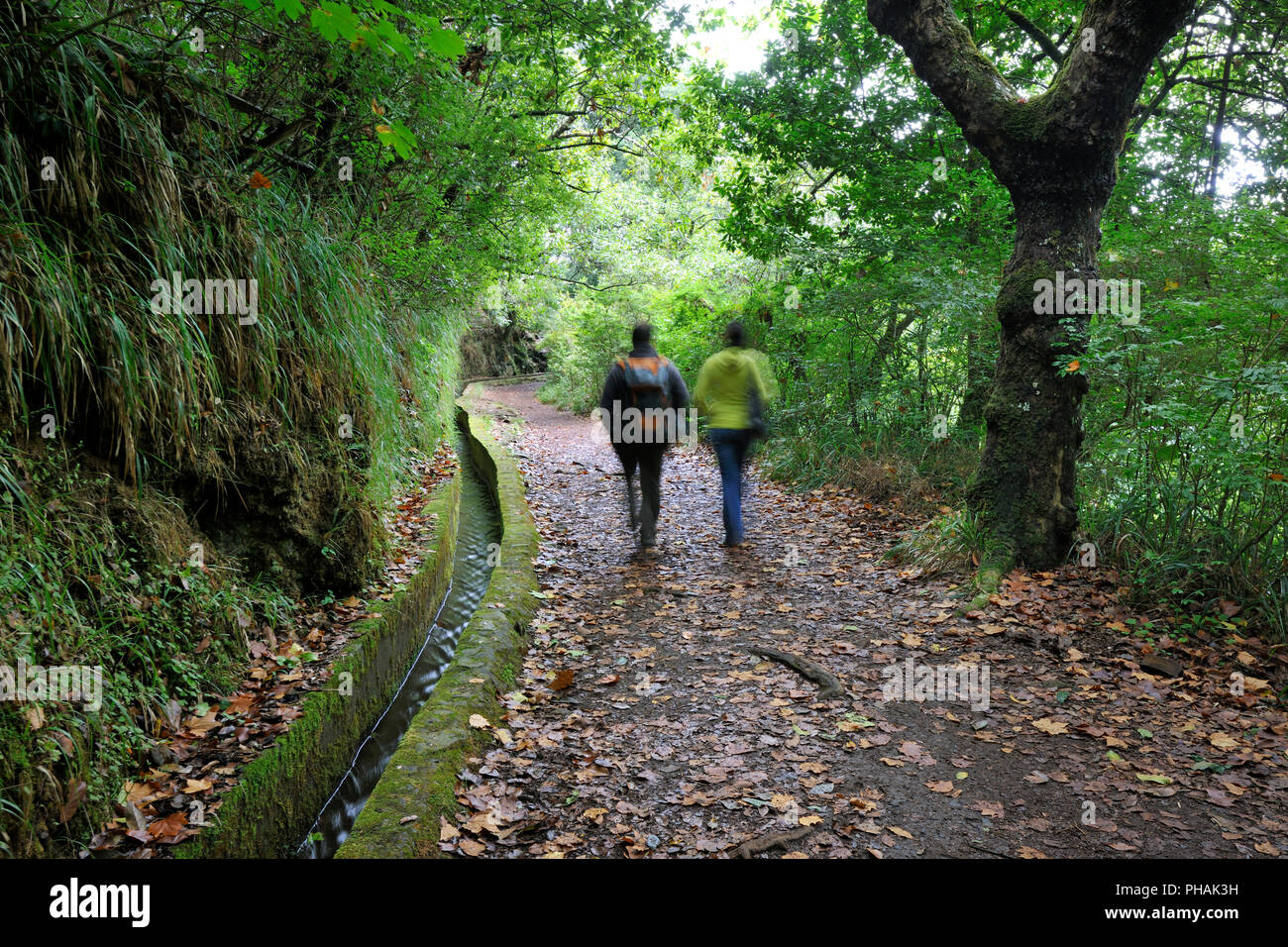 Walking trail along the 'Levada Velha', in the middle of the Laurisilva forest. UNESCO World Heritage Site. Madeira, Portugal Stock Photo