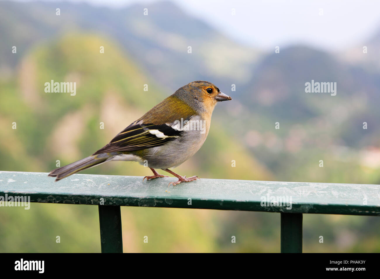 Finch. Madeira Nature Park, Portugal Stock Photo