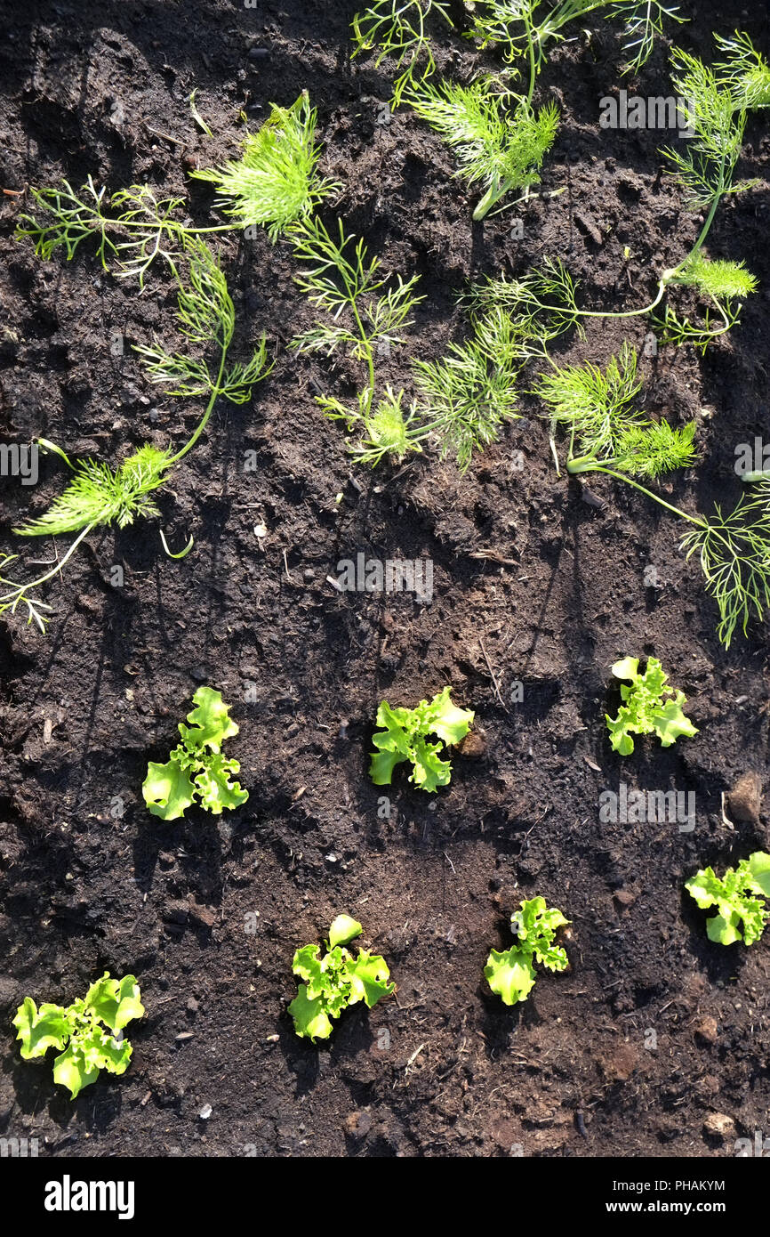 Vegetable cultivation Stock Photo