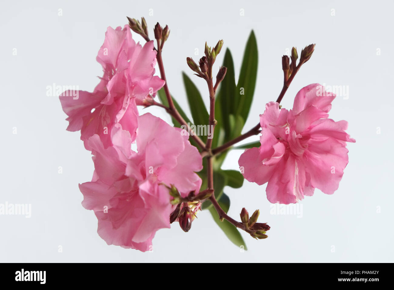 Oleander blossoms Stock Photo