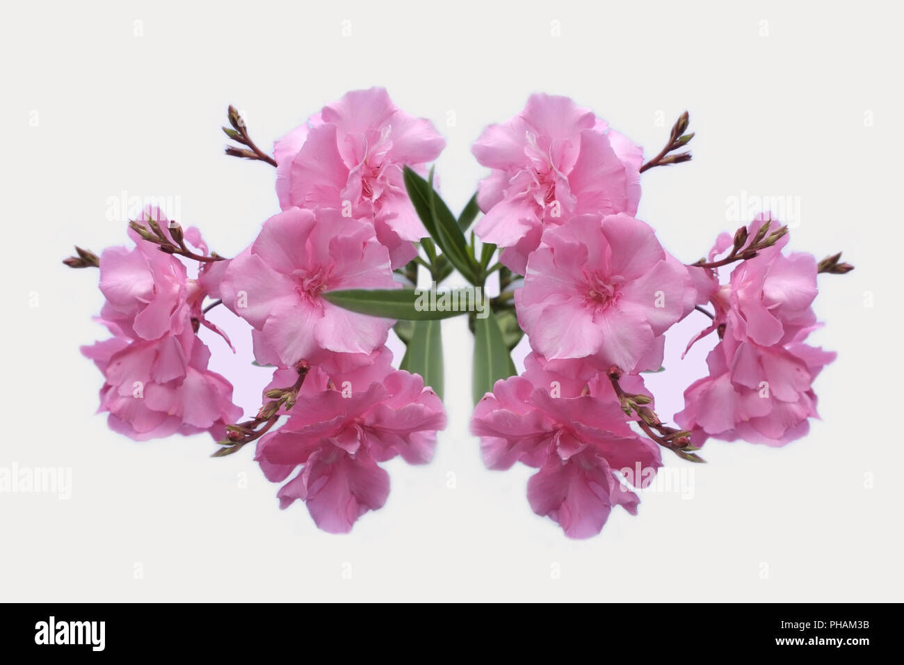 Flower arrangement with oleander blossoms Stock Photo