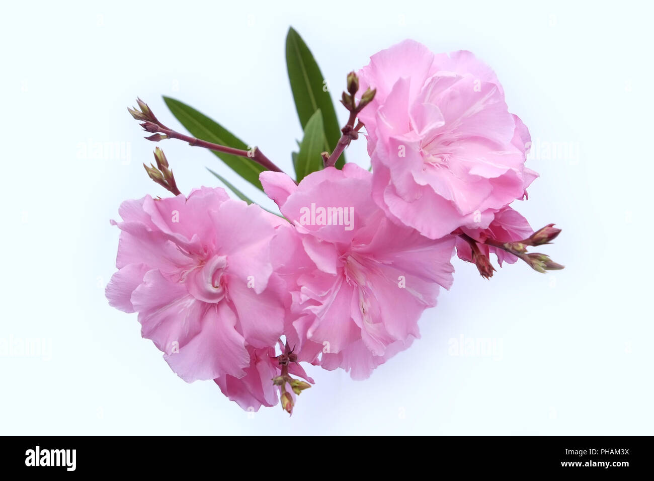 Oleander blossoms, isolated on white Stock Photo