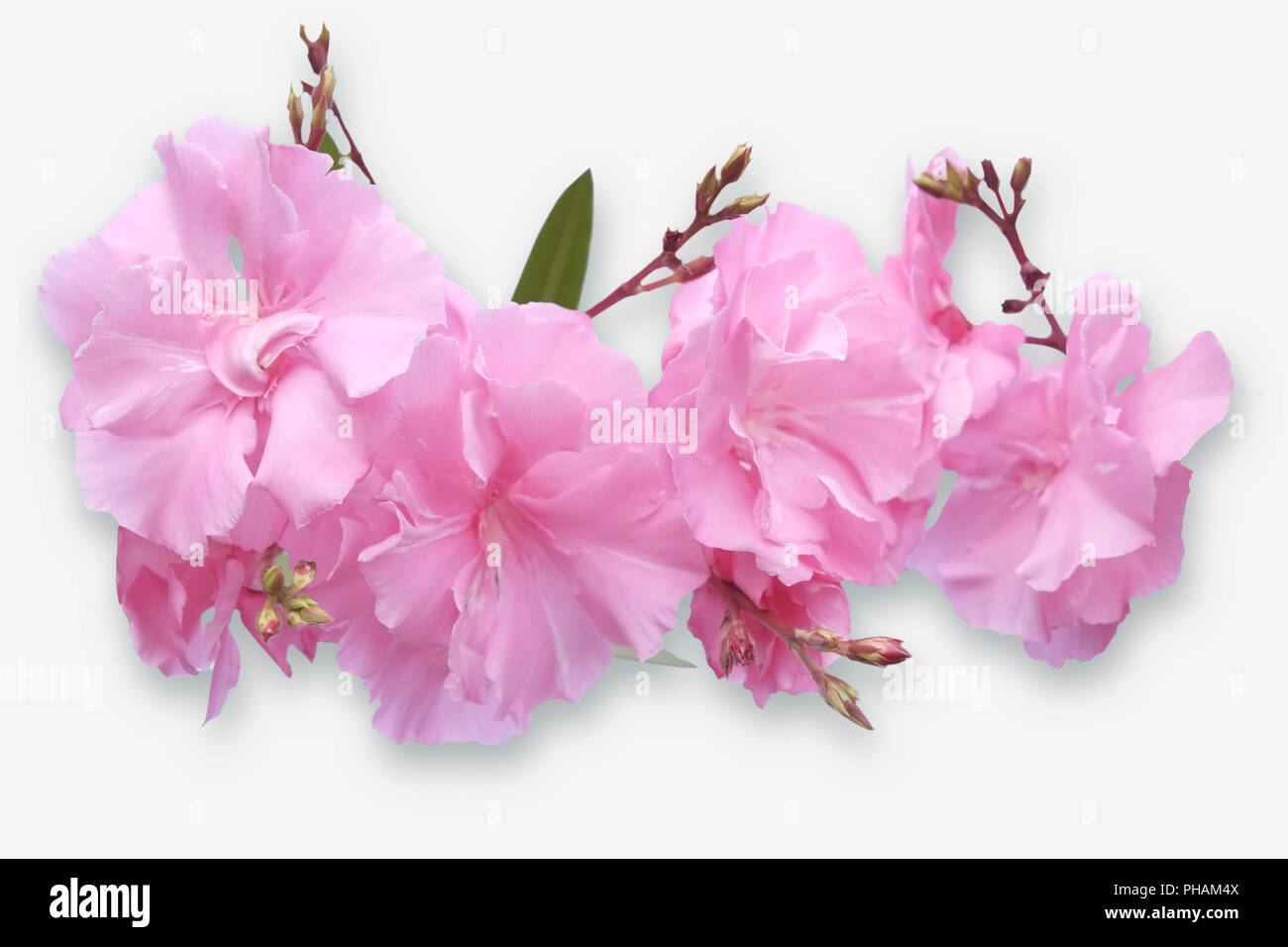 Oleander blossoms Stock Photo