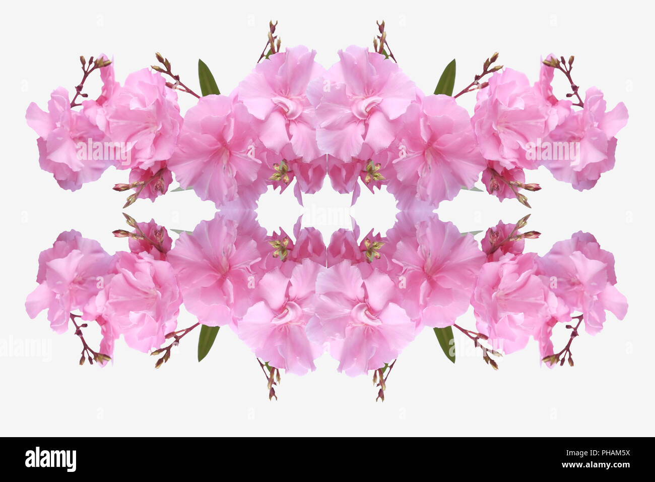 Arrangement with oleander blossoms Stock Photo