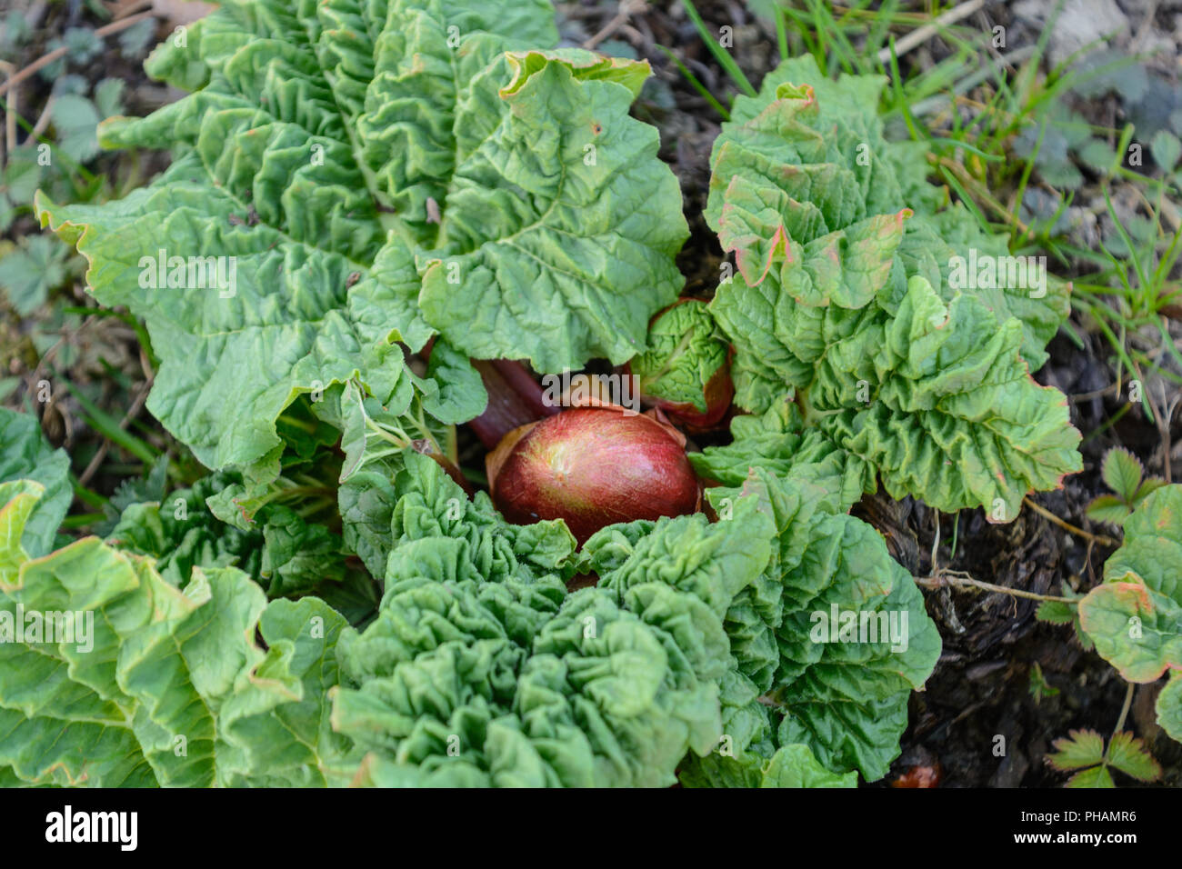 Rhubarb sprouts in its own garden - bird perspective Stock Photo