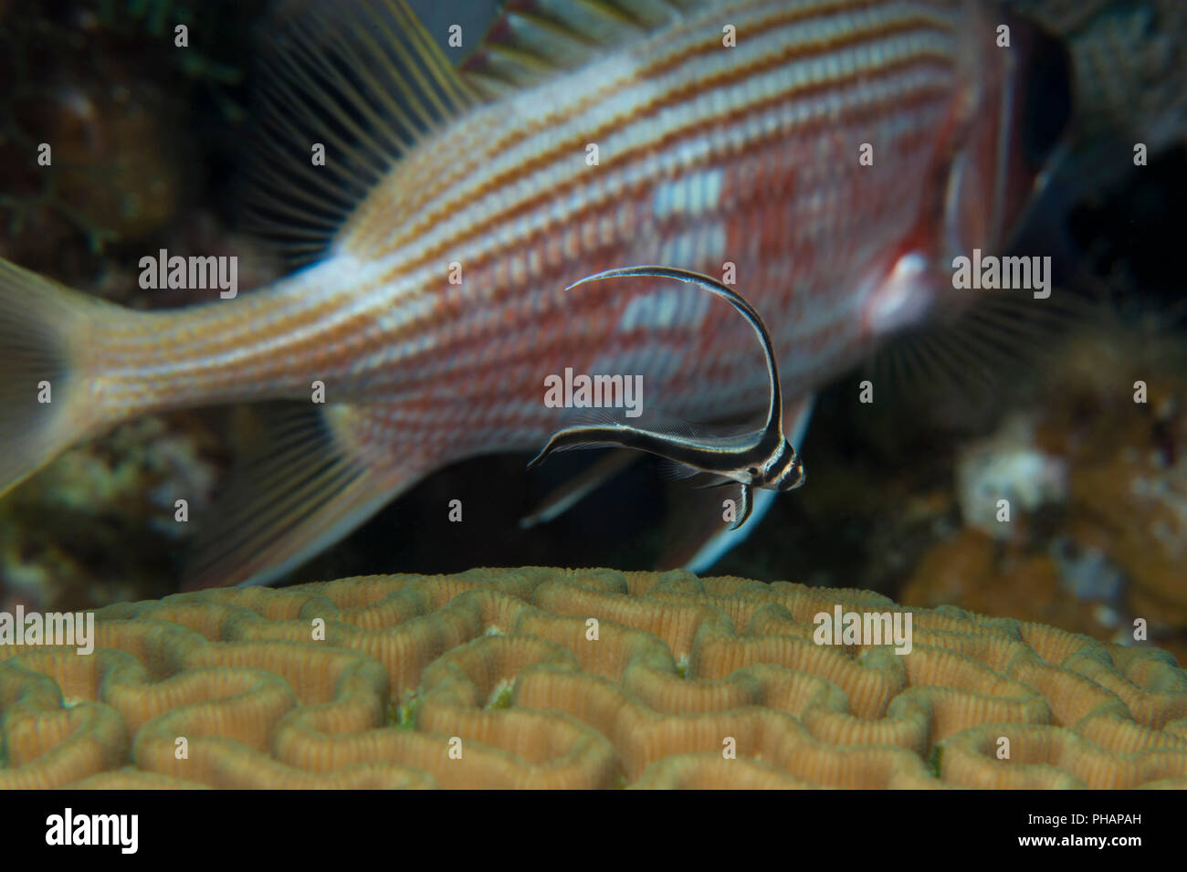 A juvenile Spotted Drum with a Squirrelfish behind it on a reef in LIttle Cayman. Stock Photo
