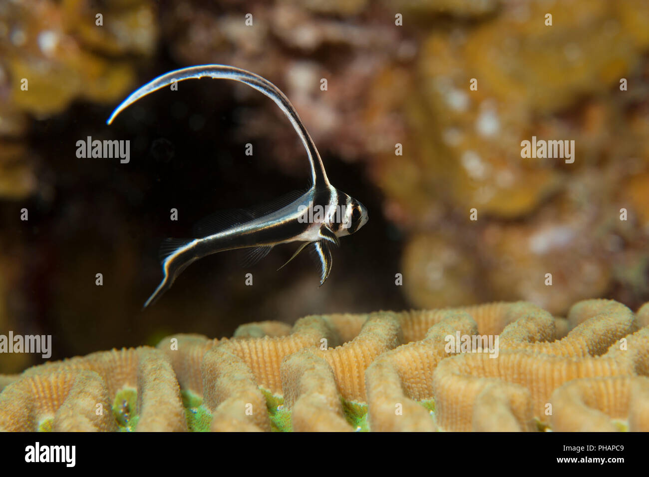 A juvenile Spotted Drum on a reef in LIttle Cayman. Stock Photo