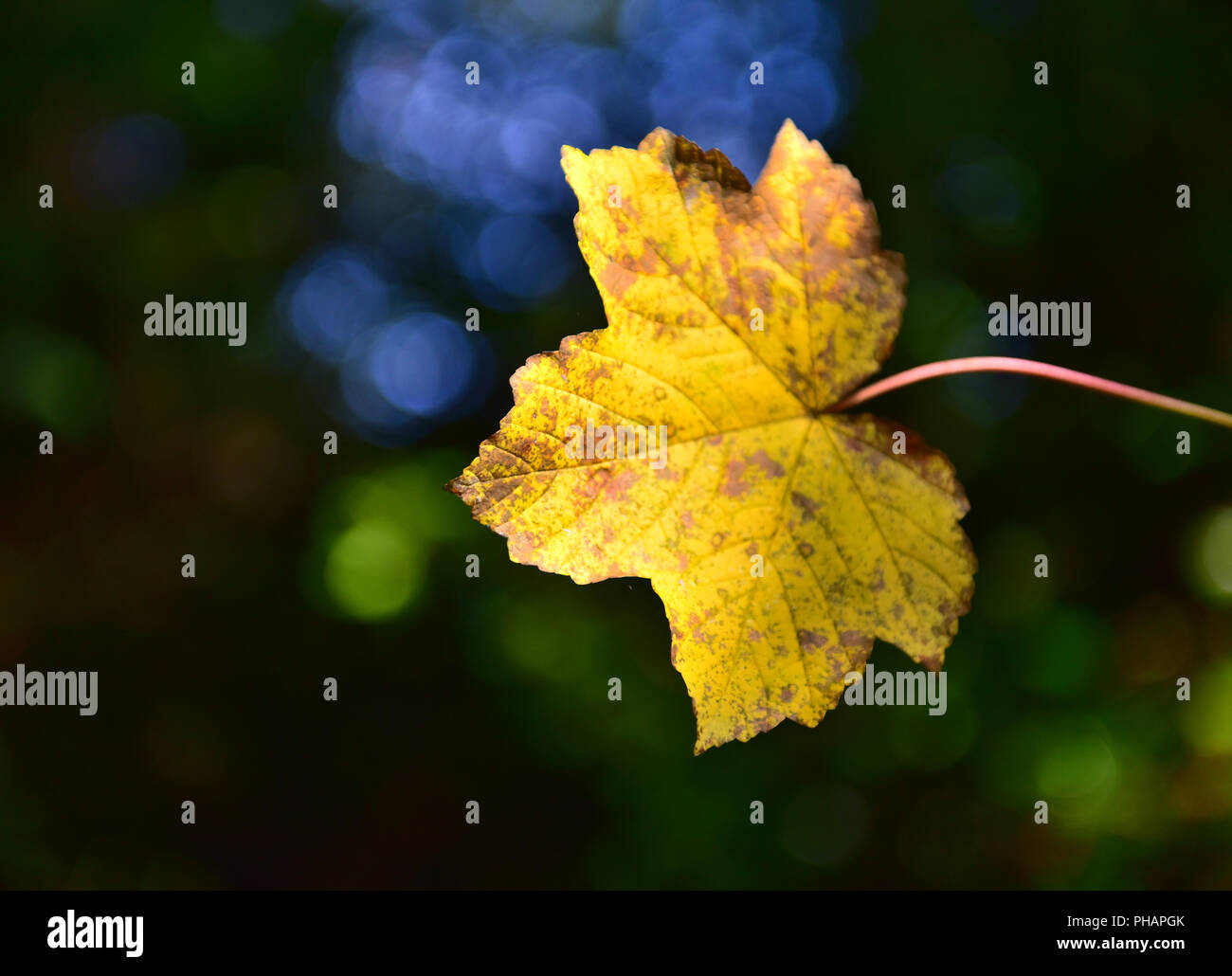 Bokeh background autumn colours hi-res stock photography and images - Alamy