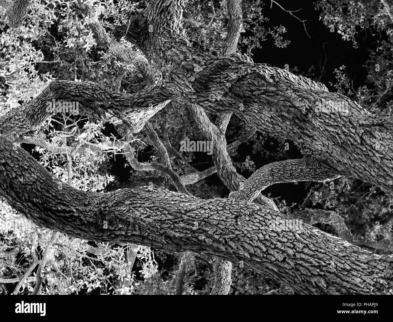 Black And White Oak Trees High Resolution Stock Photography and Images ...
