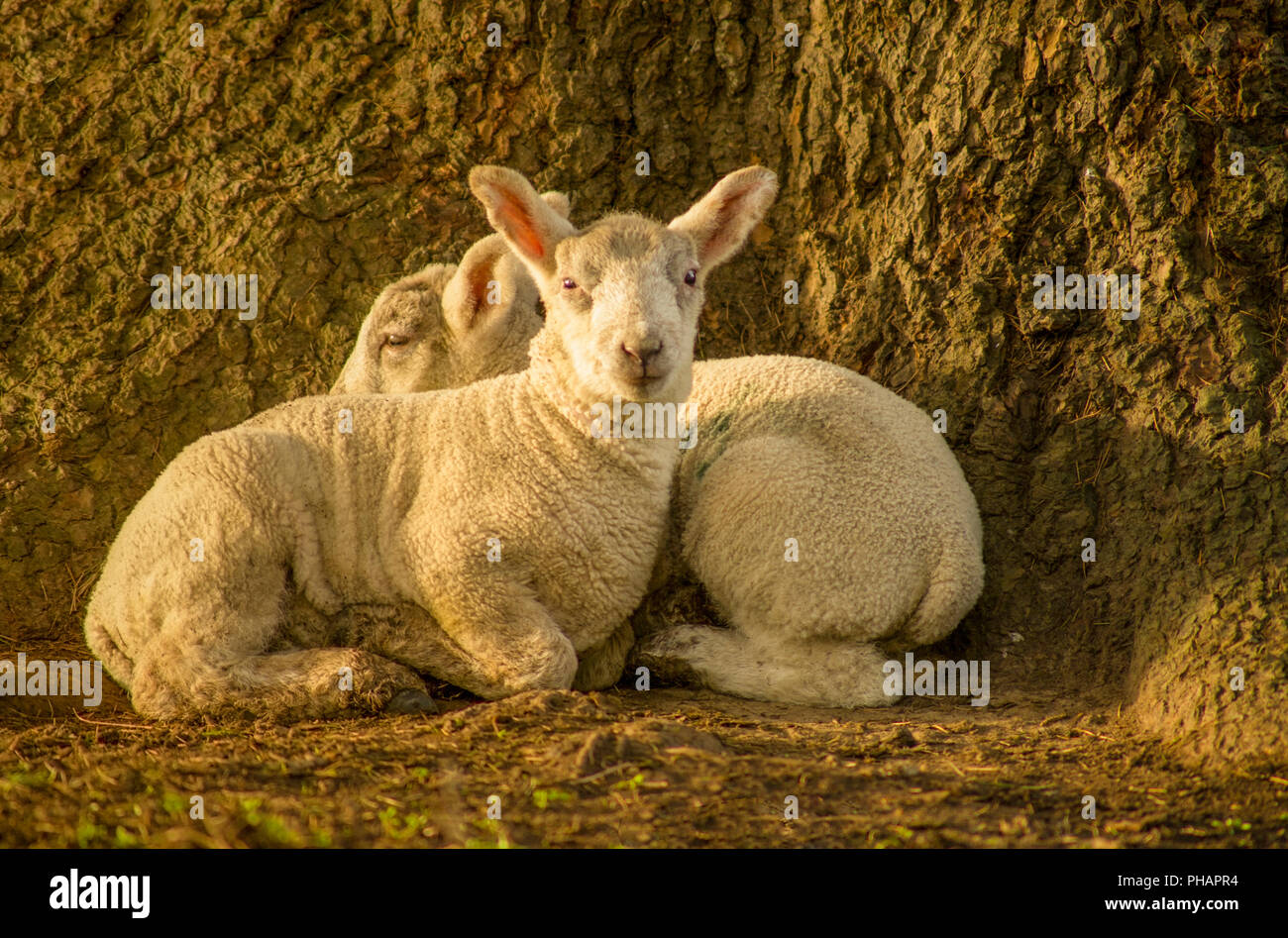 Baby Lambs Stock Photo