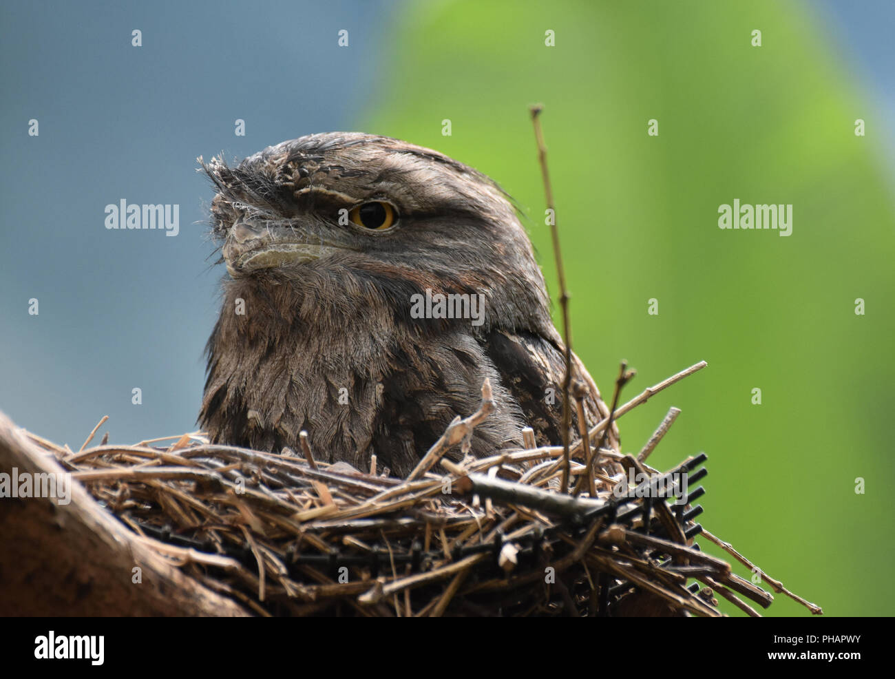 Beautiful tawny frogmouth sitting in a nest Stock Photo - Alamy