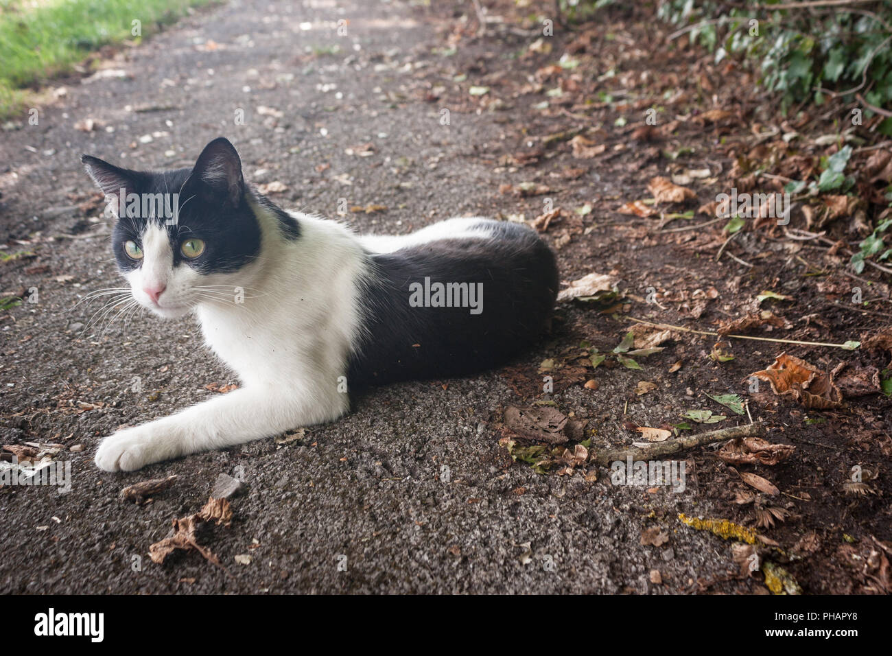A black and white cat lays on the side of a country road Stock Photo
