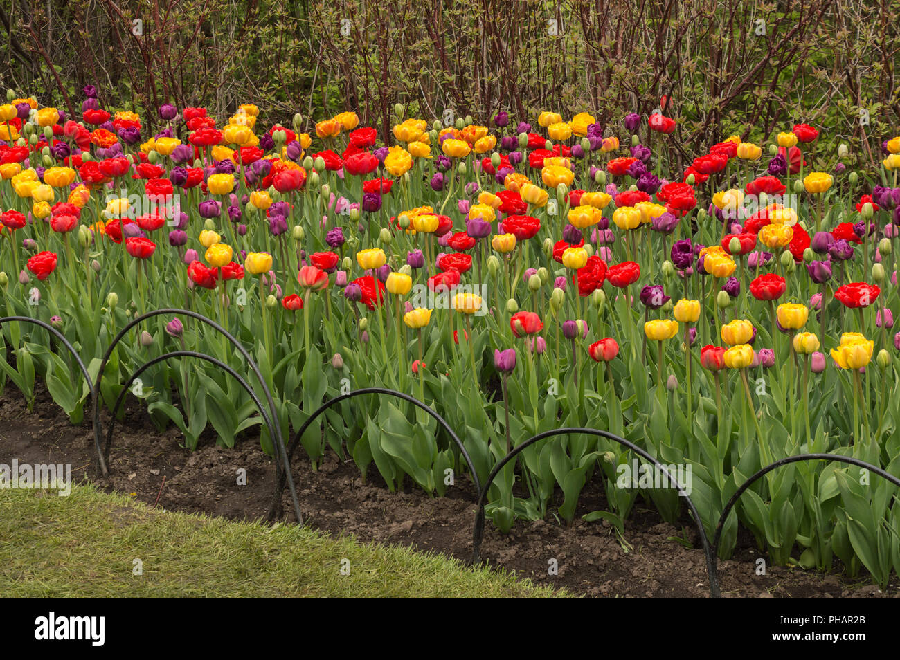 Many lush colorful tulips in spring after a light rain with raindrops on the petals Stock Photo