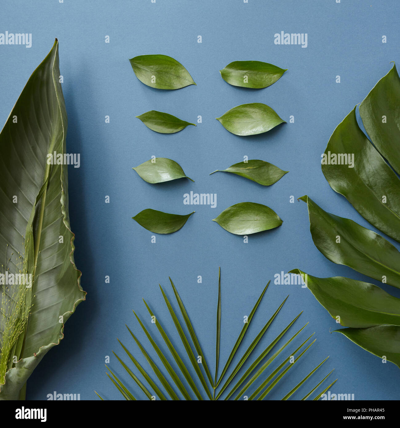 Blue background with green leaves Stock Photo - Alamy