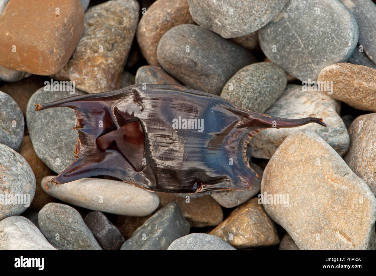 Spotted Ray Egg Case Stock Photo