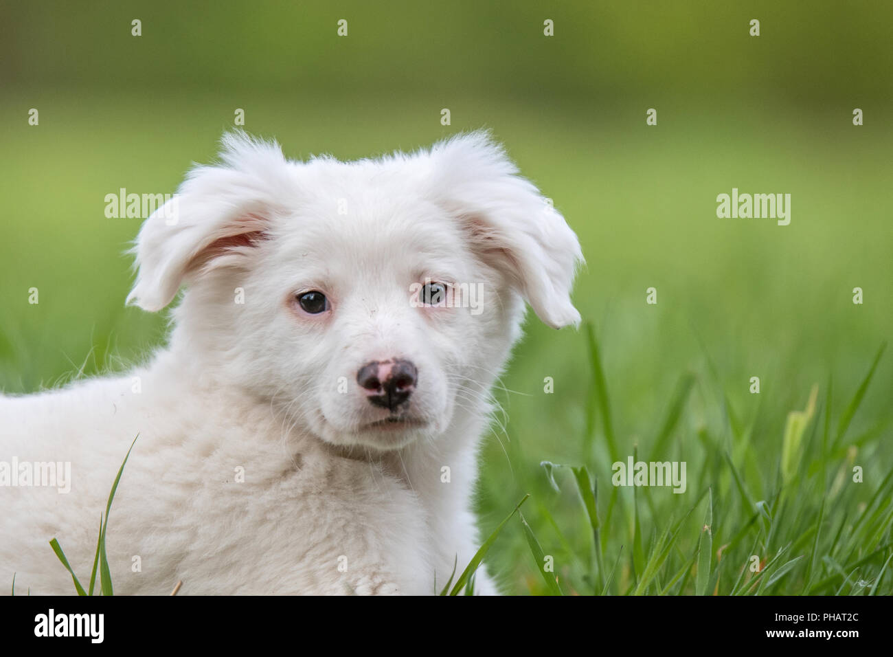 Labrador collie mix hi-res stock photography and images - Alamy, image size:1300x956