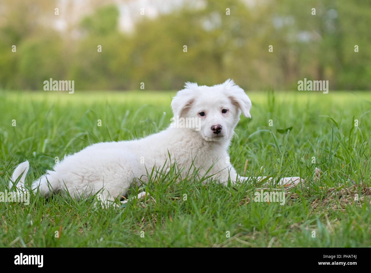 Collie Labrador Mix Puppy Stock Photo Alamy