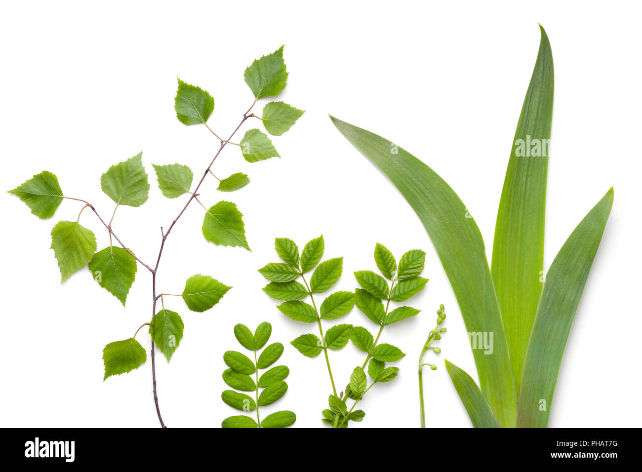 Green Plants Leaves Isolated on White Background Stock Photo