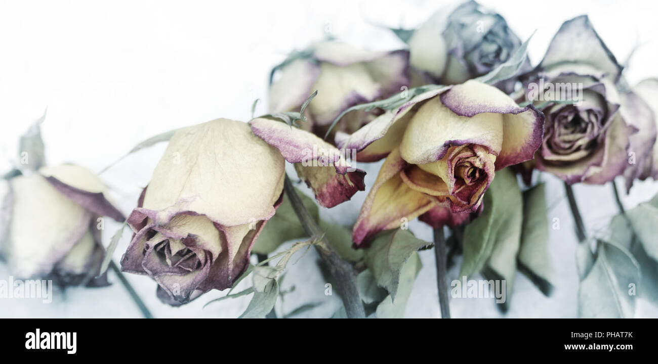 faded flower concept mourning motif Stock Photo
