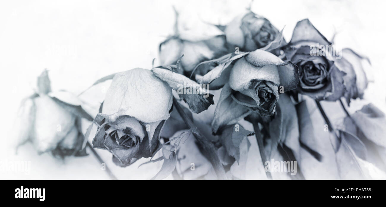 faded flower concept mourning motif Stock Photo