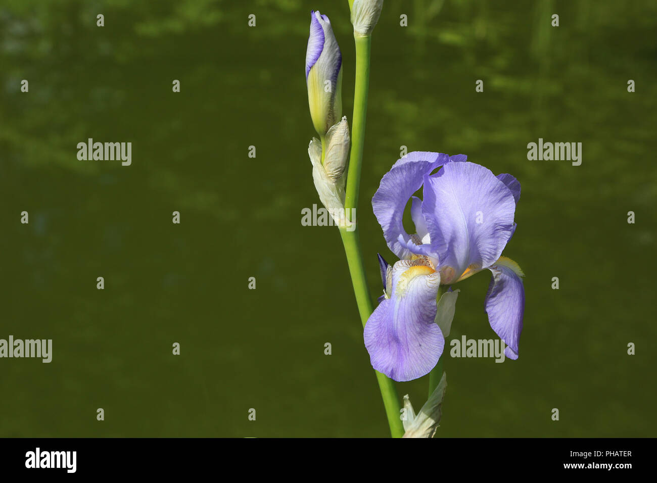 Bearded Iris, Iris germanica Stock Photo