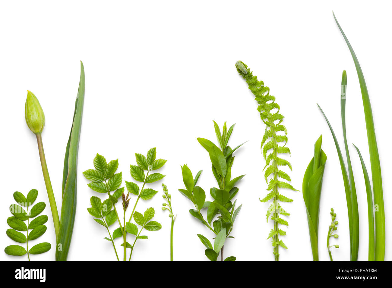 Green Plants Isolated on White Background Stock Photo