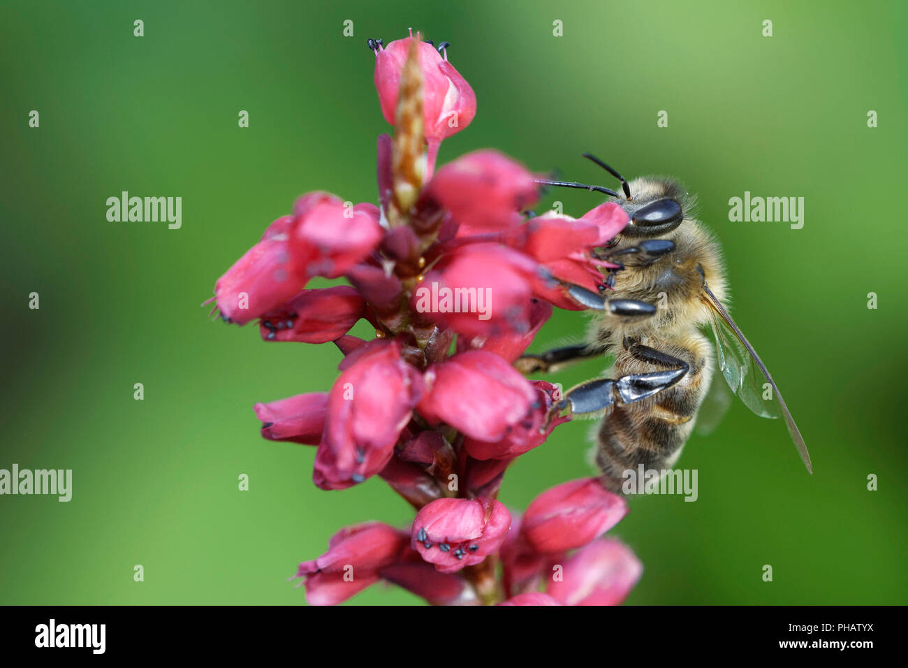 Worker western honey bee hi-res stock photography and images - Alamy
