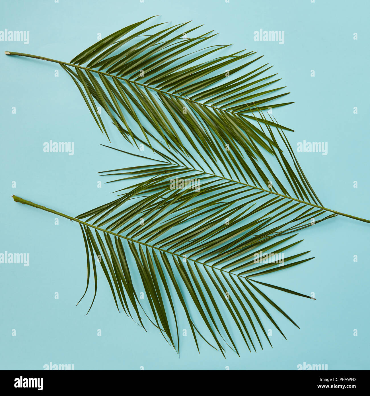 Leaves on palm hi-res stock photography and images - Alamy