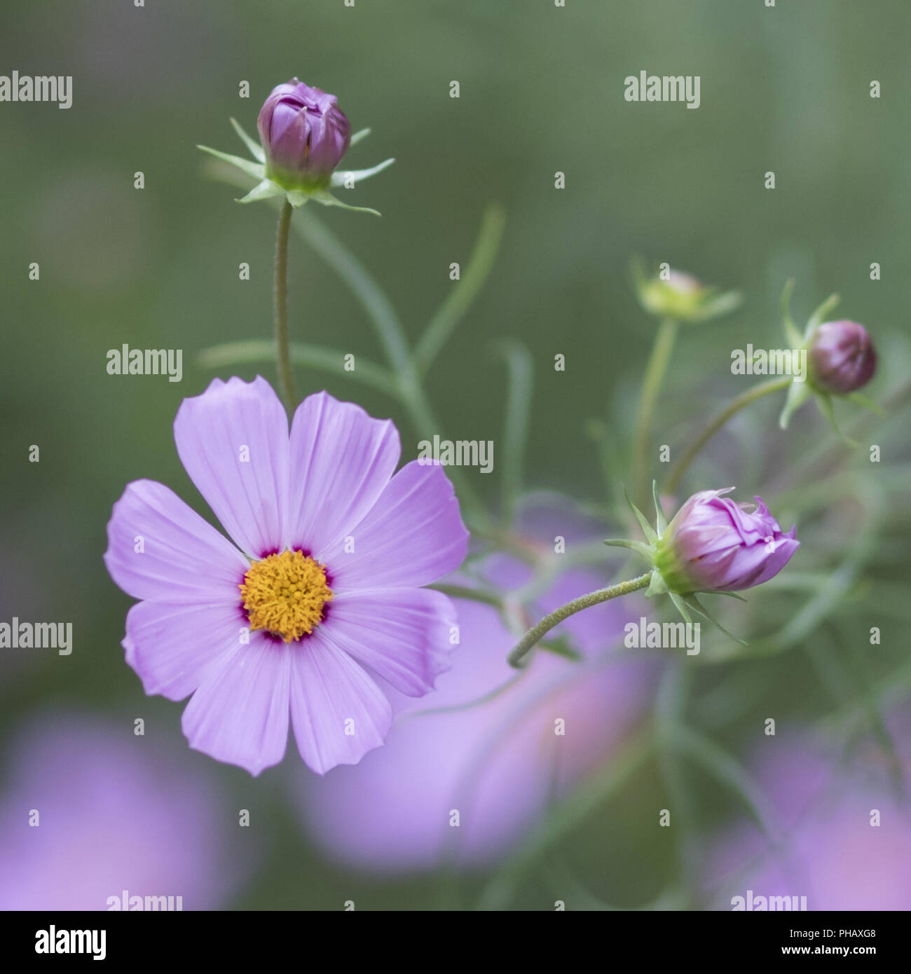 Garden flowers montreal purple hi-res stock photography and images - Alamy
