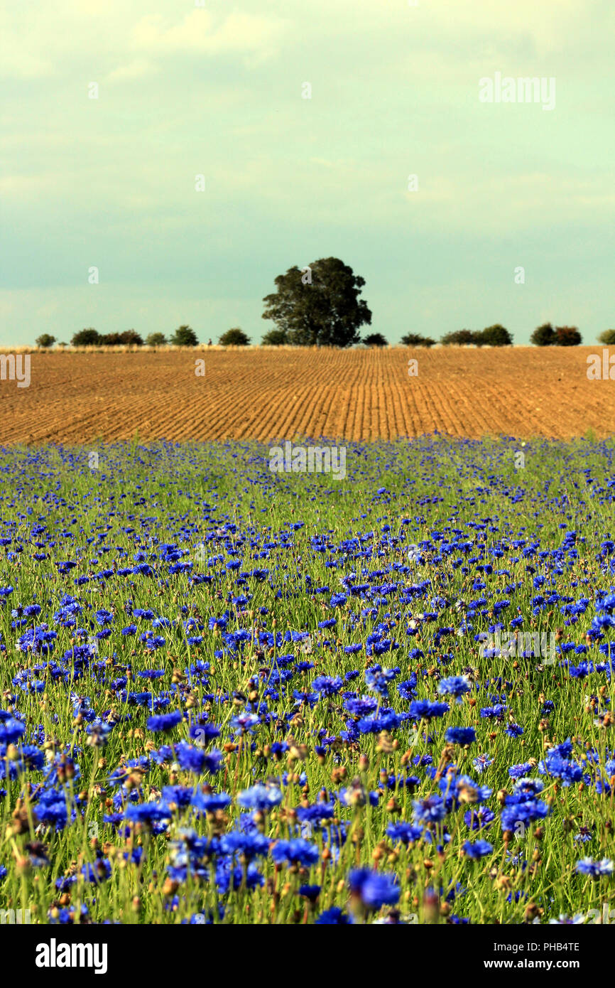 Weather UK: Cornflowers in crop fields. Morpeth, Northumberland, UK. August 31st 2018. David Whinham/Alamy Live News Credit: David Whinham/Alamy Live News Stock Photo