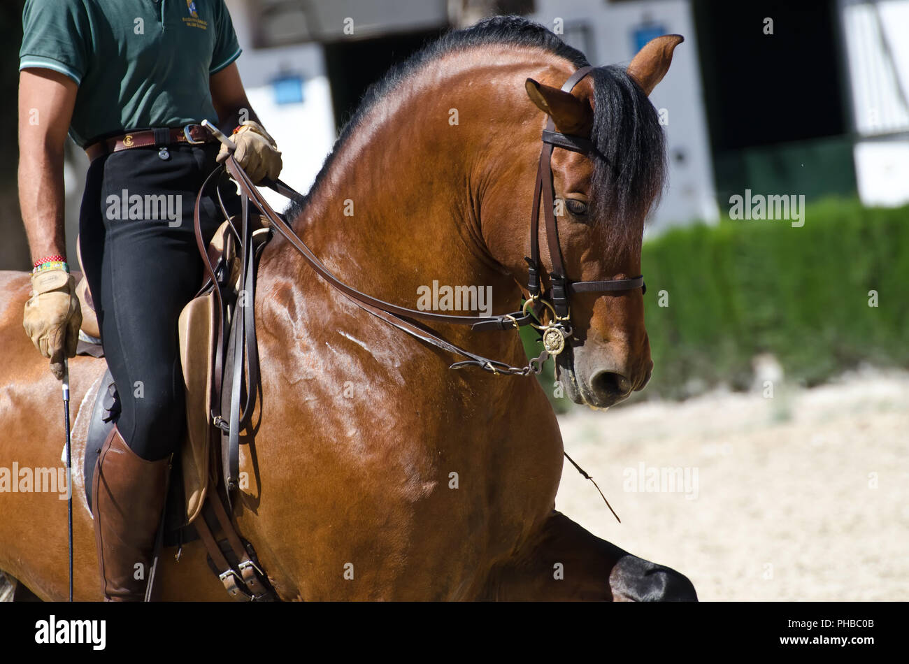 Andalusian Riding School, Jerez Stock Photo