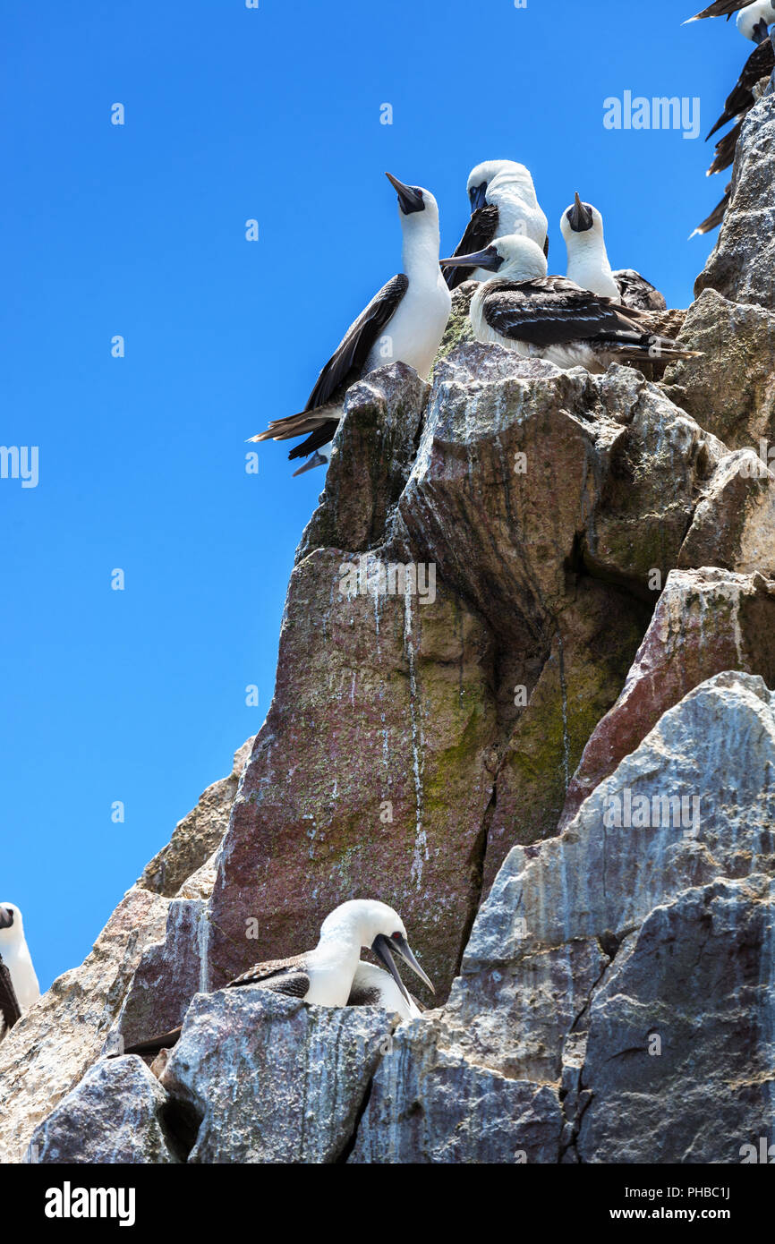 Ballestas islands in national hi-res stock photography and images - Alamy