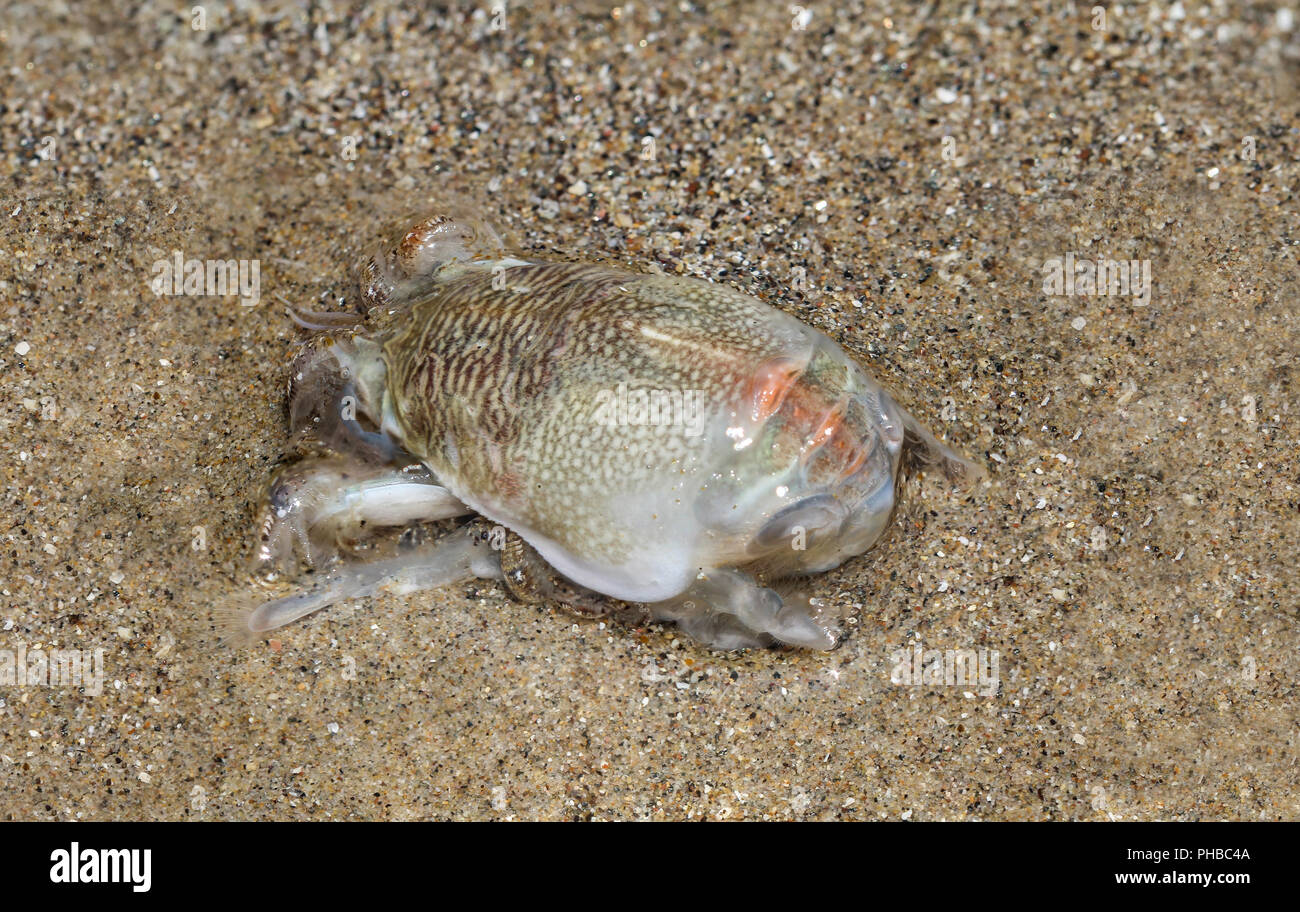 Cancer on beach, USA, California, nature Stock Photo
