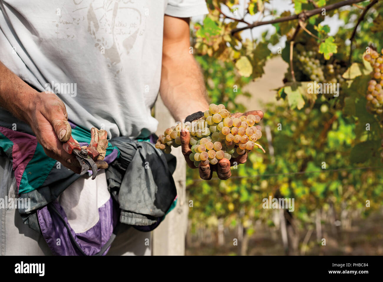 Grape harvester showing a bunch of grapes with scissors Stock Photo