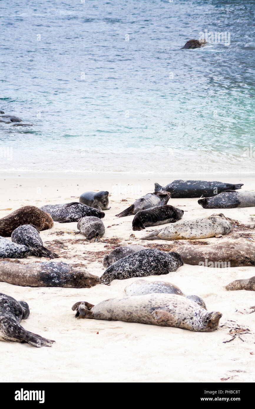 Harbor seals (Phoca vitulina) lounging at Casa Beach, also known as the