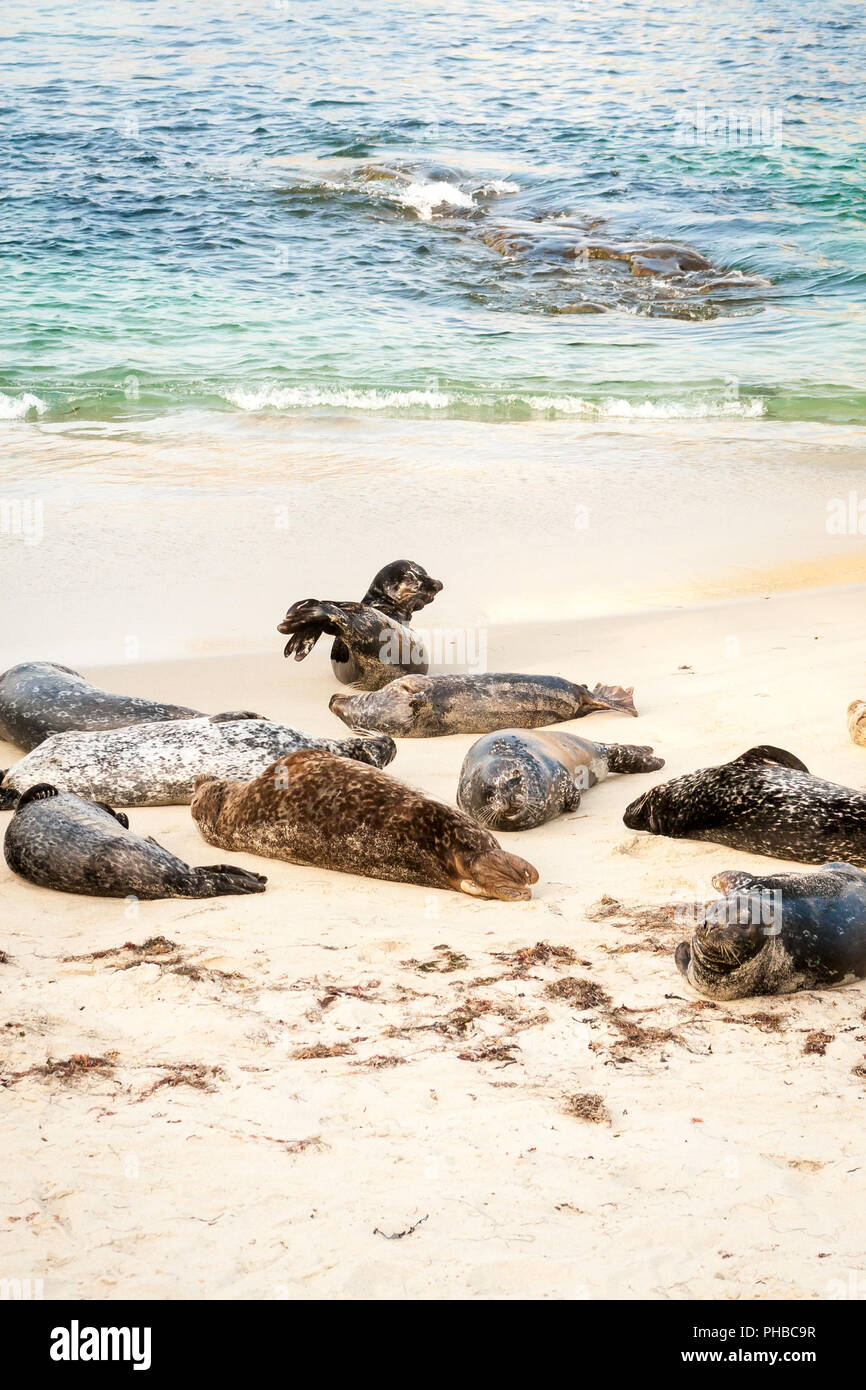 Harbor seals (Phoca vitulina) lounging at Casa Beach, also known as the