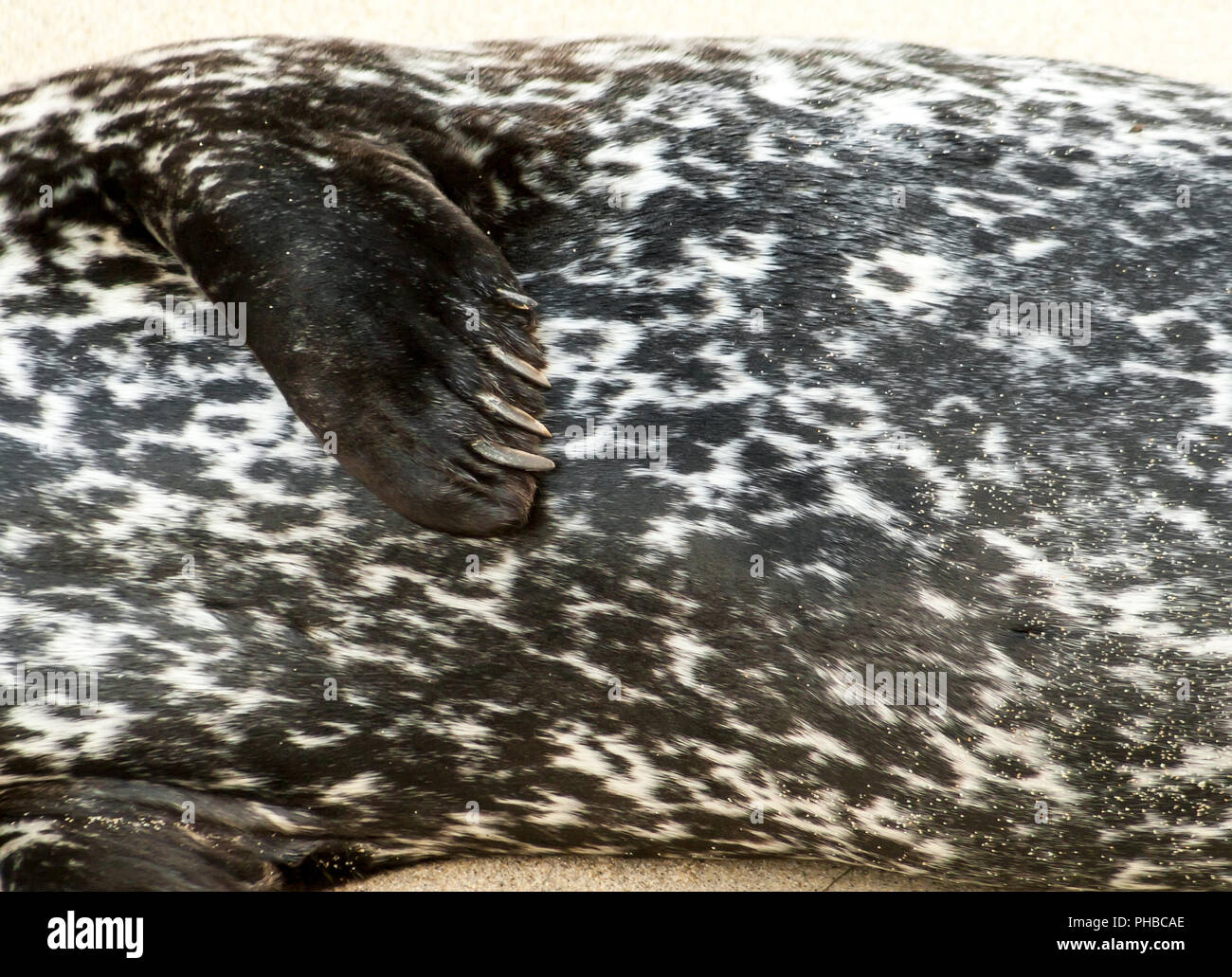 Close up of a Harbor seal's flipper with claws Stock Photo