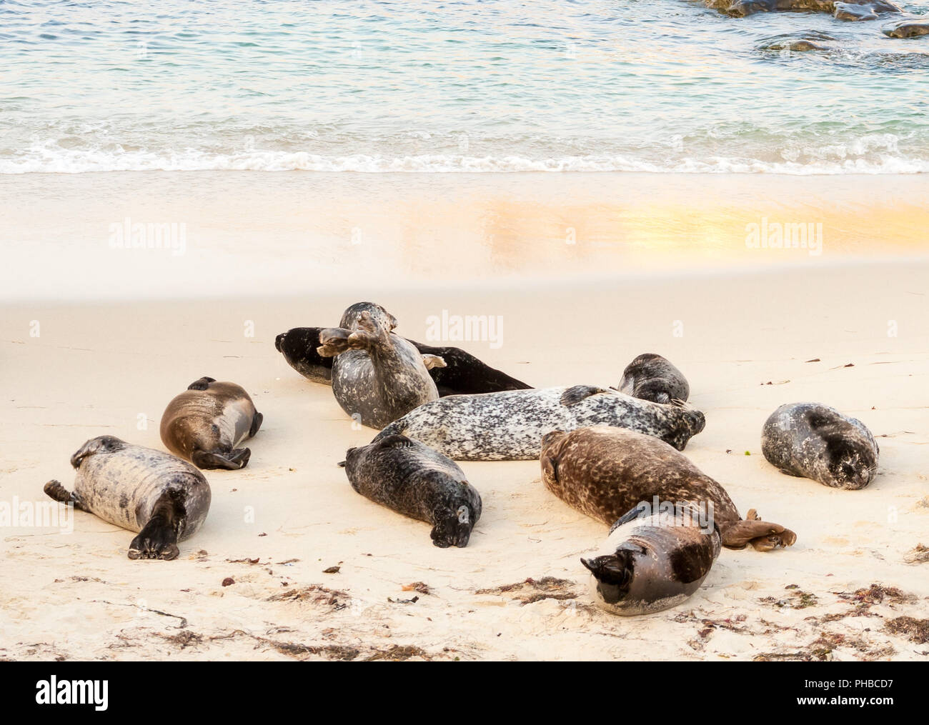 Harbor seals (Phoca vitulina) lounging at Casa Beach, also known as the