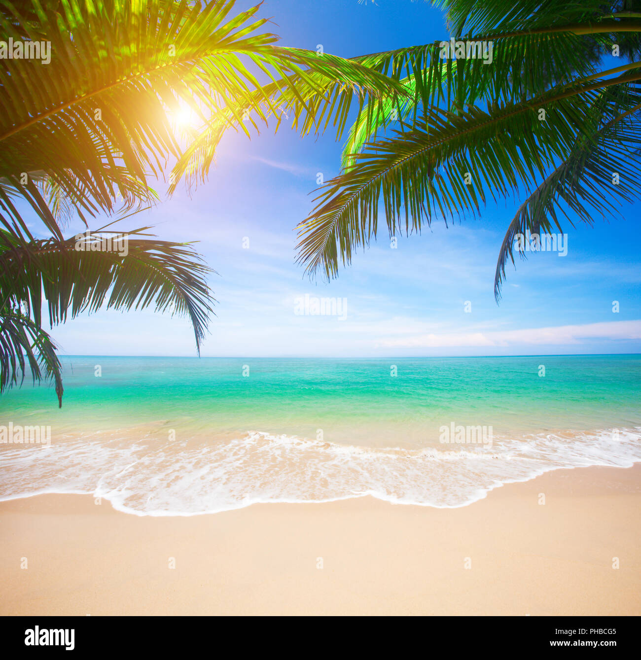 Palm and tropical beach Stock Photo - Alamy