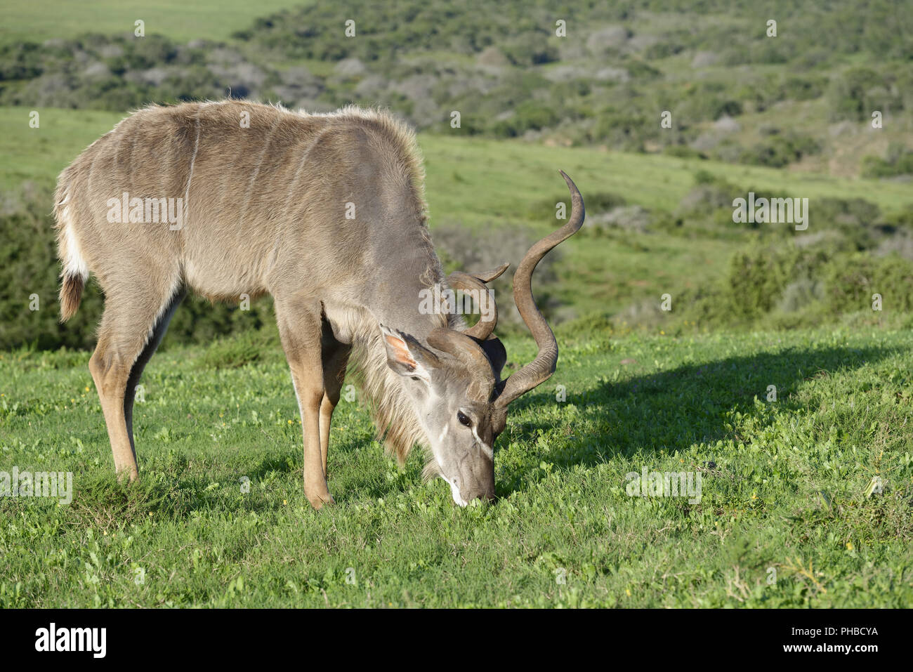 Greater Kudu Addo Elephant National Park Stock Photo Alamy Greater Kudu Addo Elephant National Park Stock Photo Alamy