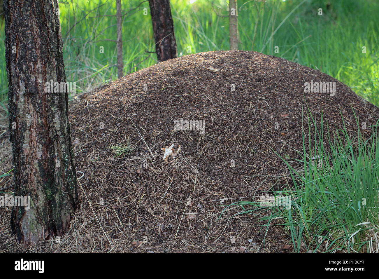 Anthill in the Moor, Nature Germany Stock Photo