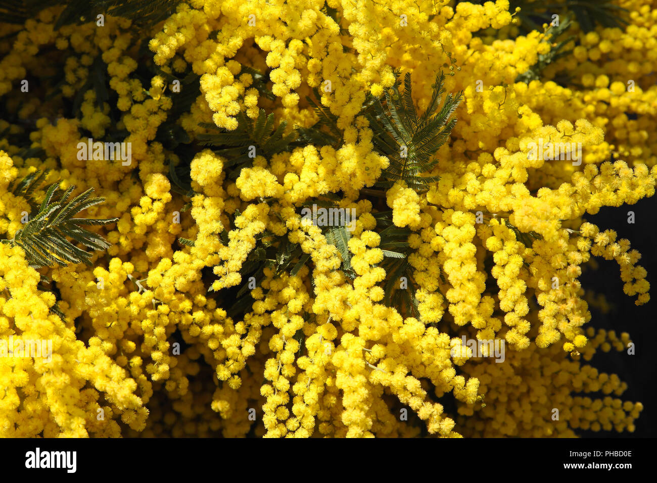 Fresh yellow mimose flowers bouquet in bloom Stock Photo Alamy