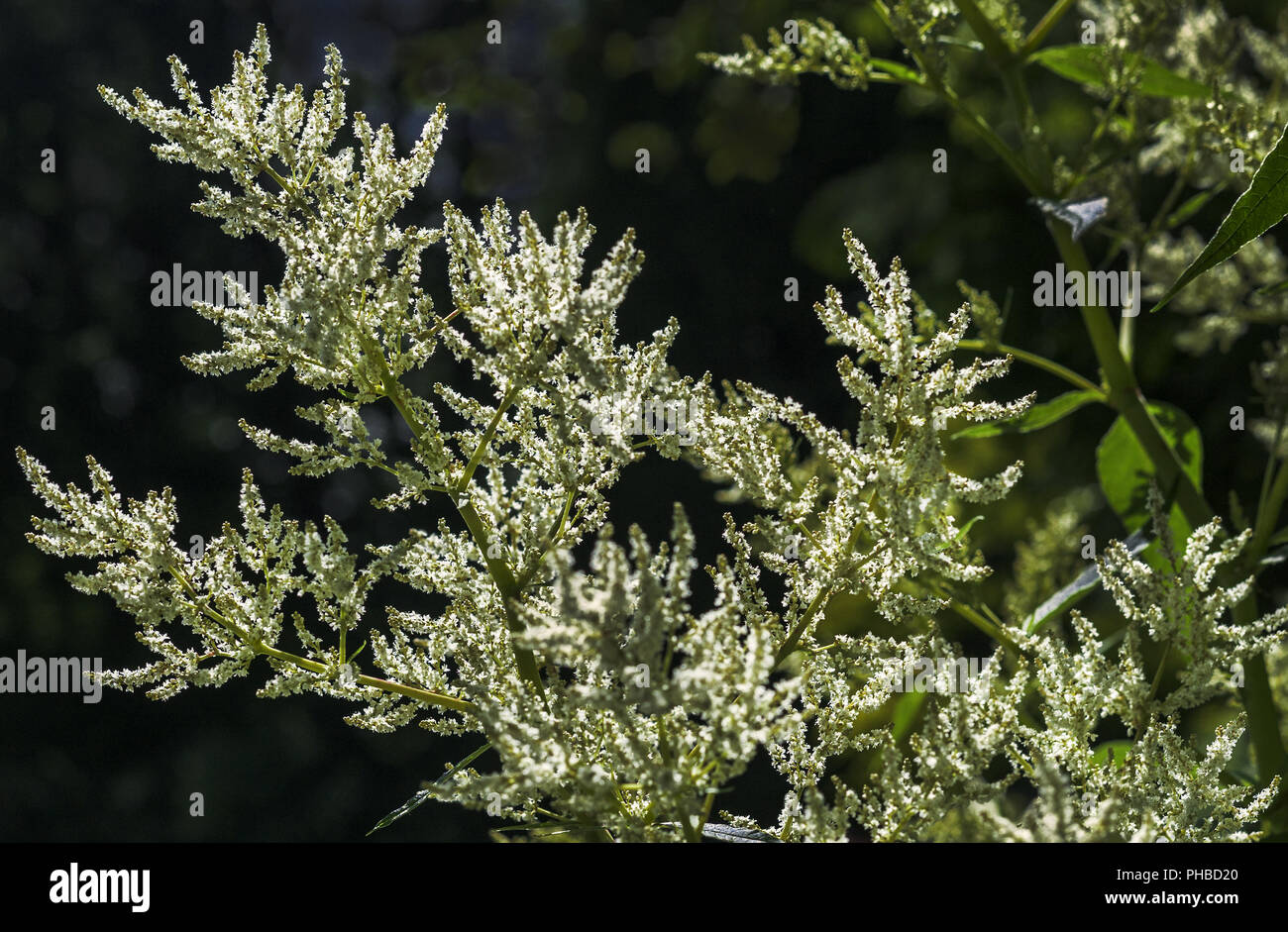 Botanischer garten von hof hi-res stock photography and images - Alamy
