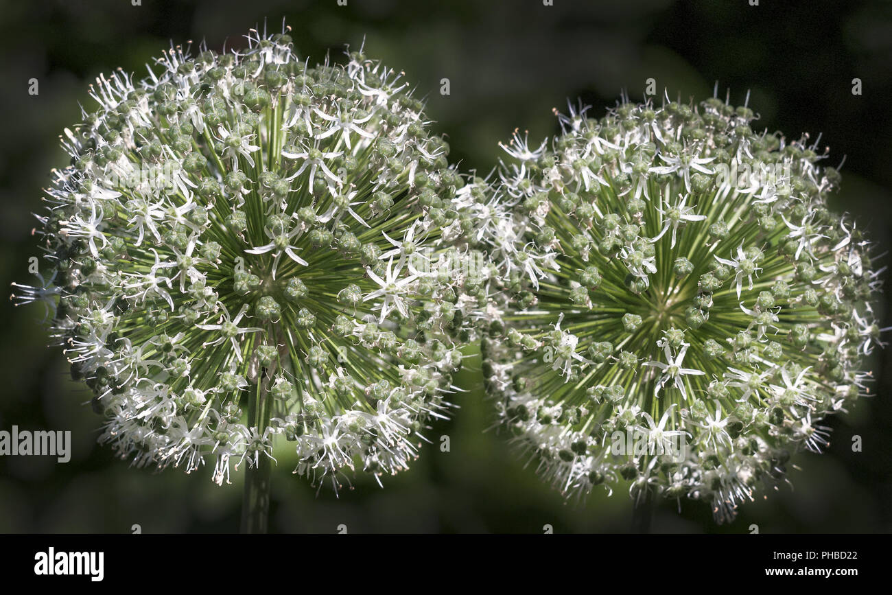Leek Town Stock Photos & Leek Town Stock Images - Alamy